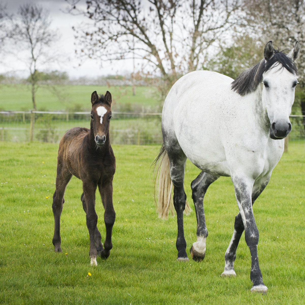 Worms and Worming in Horses Paragon Vets