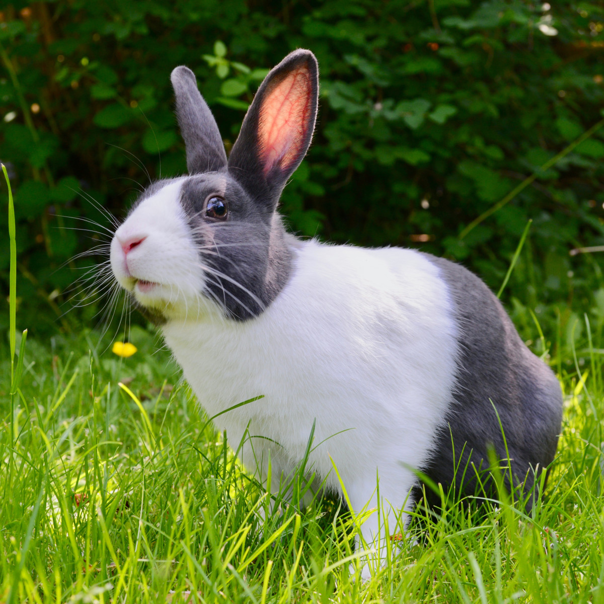 Fascinating facts about rabbits | Paragon Vets