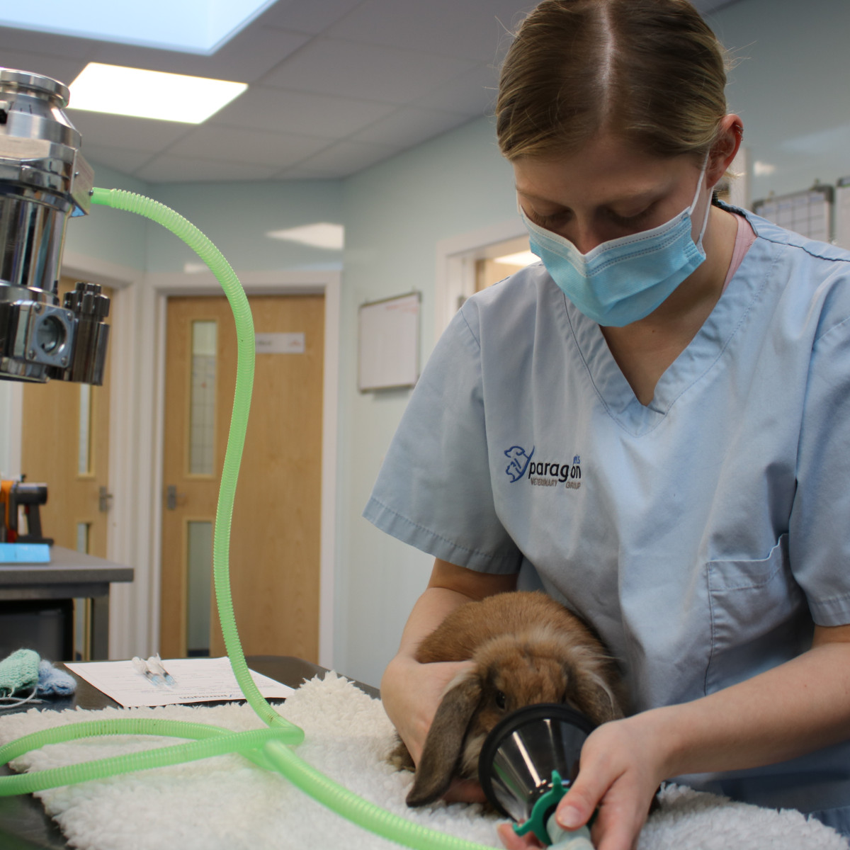 Paragon is awarded rabbit-friendly status | Paragon Vets