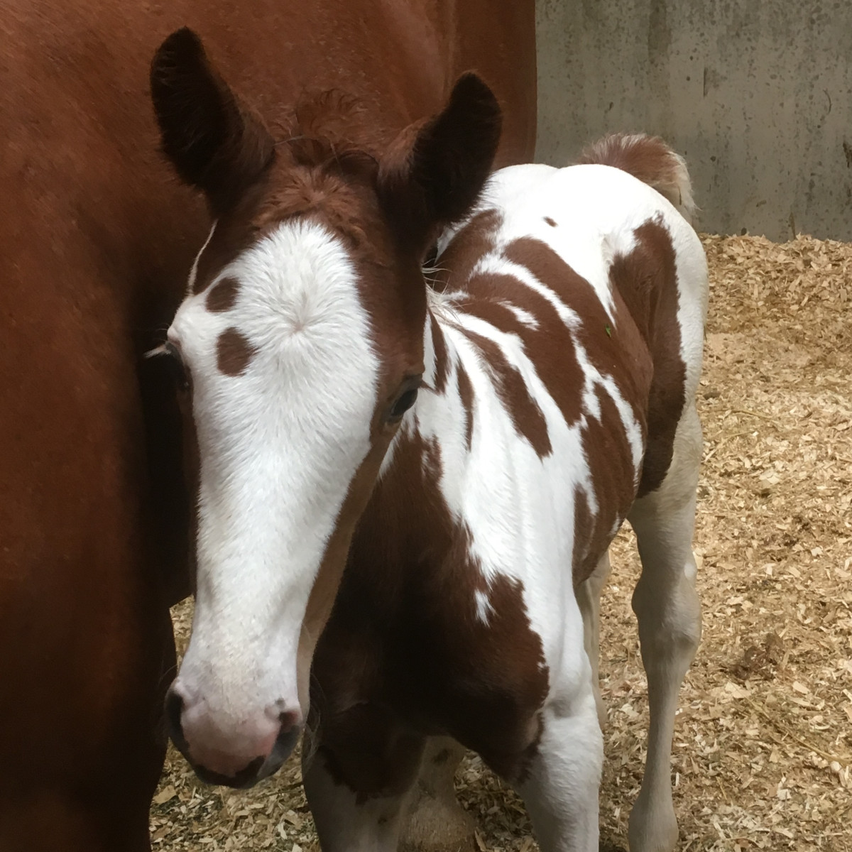 Worming foals Paragon Vets