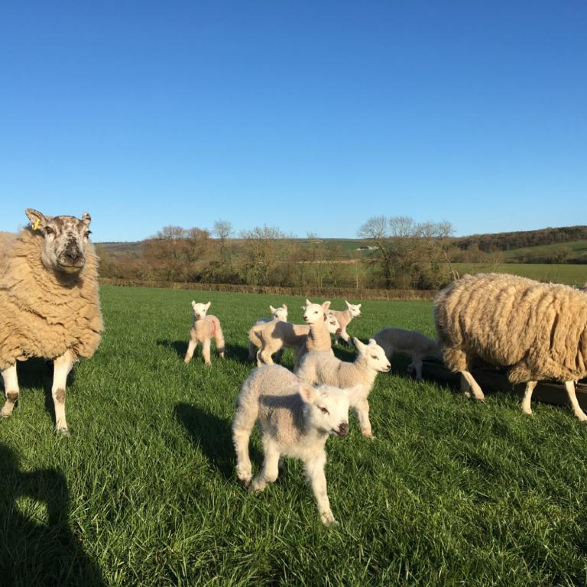 How to deal with low iodine supplies during lambing Paragon Vets