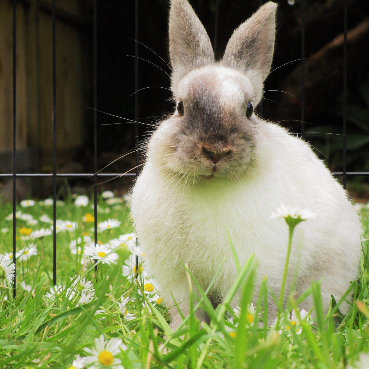Is your rabbit getting the right care? | Paragon Vets