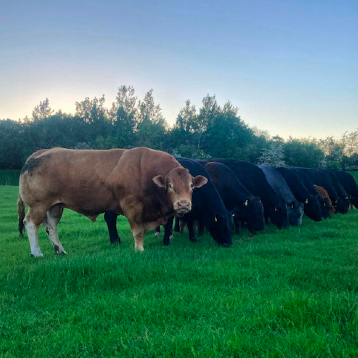 Image showcasing Bull breeding soundness exams | Paragon Vets
