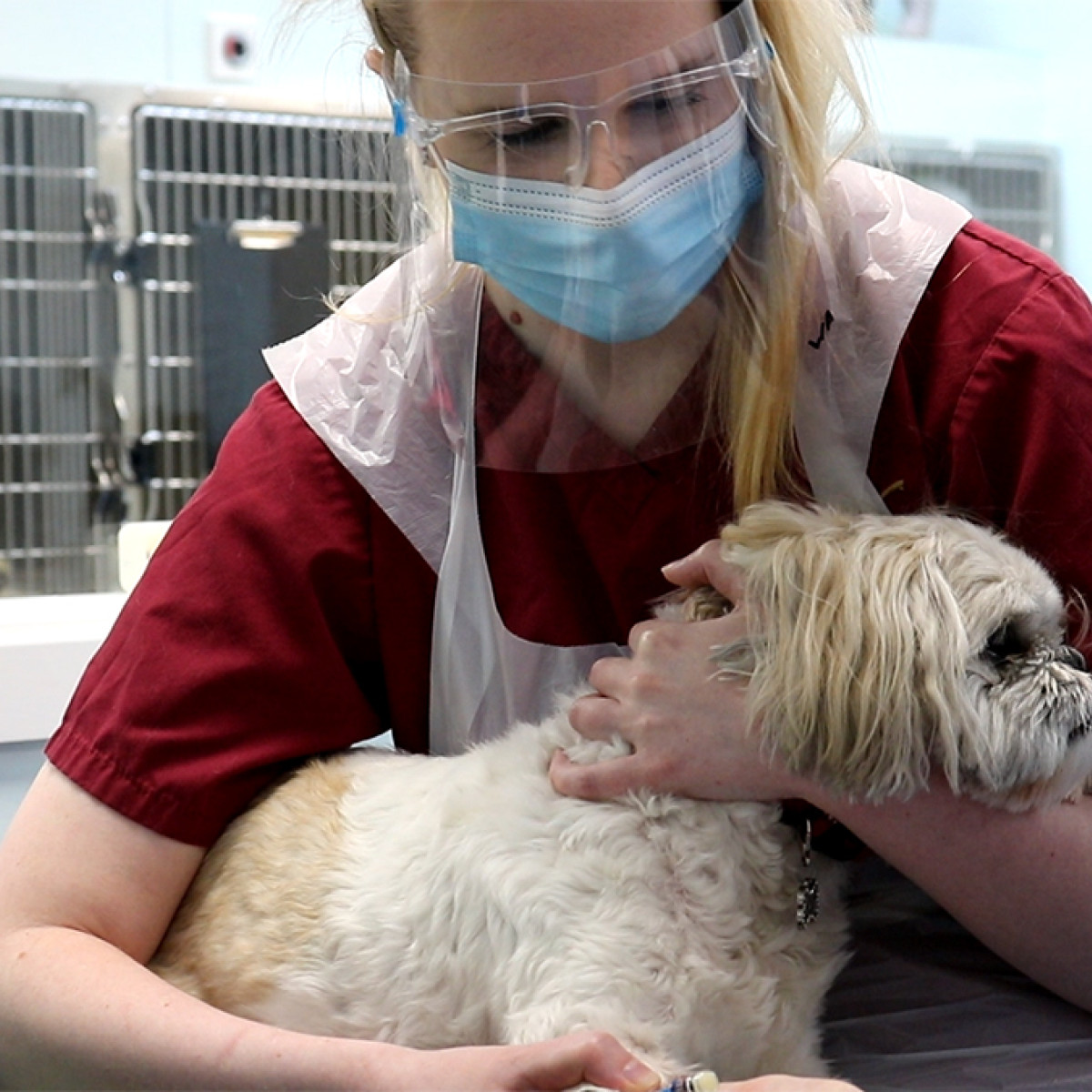 The vital role of the veterinary nurse Paragon Vets